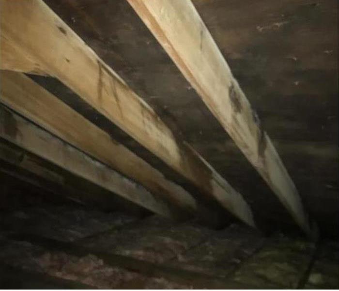black mold covering insulation and roofing materials in the attic