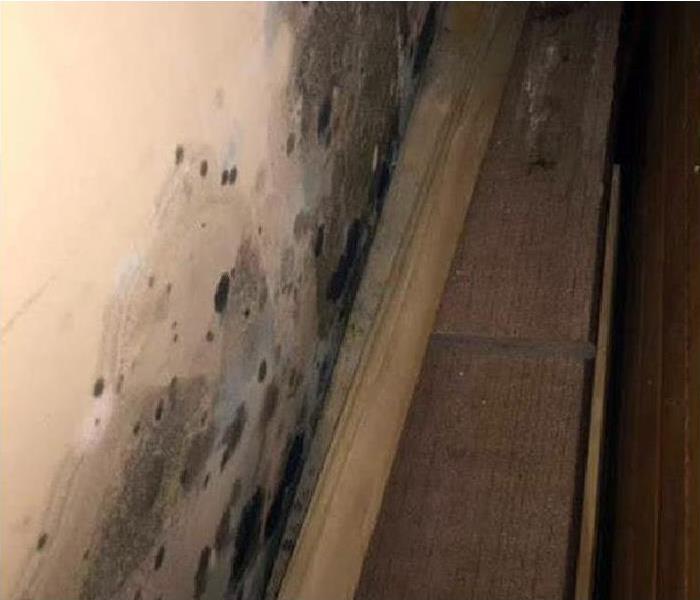 mold growing on wall