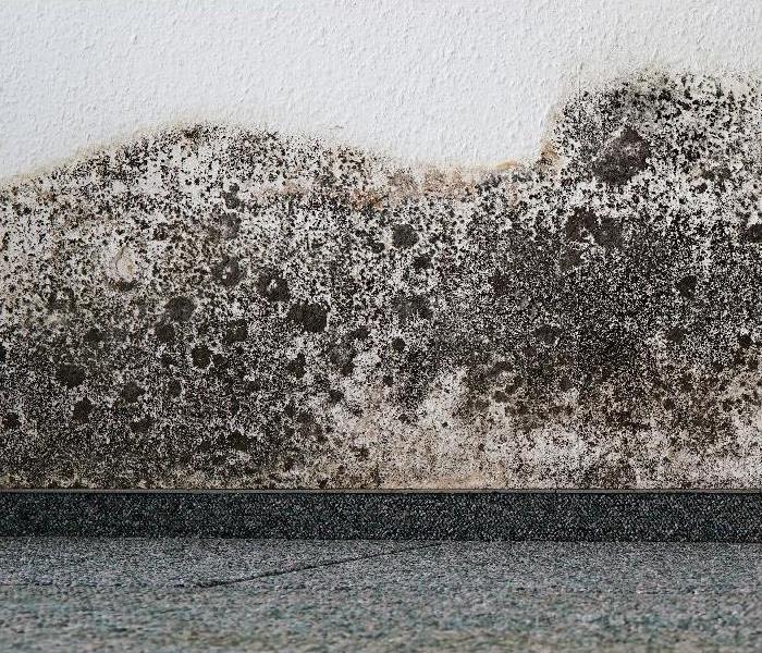 mold growing on wall