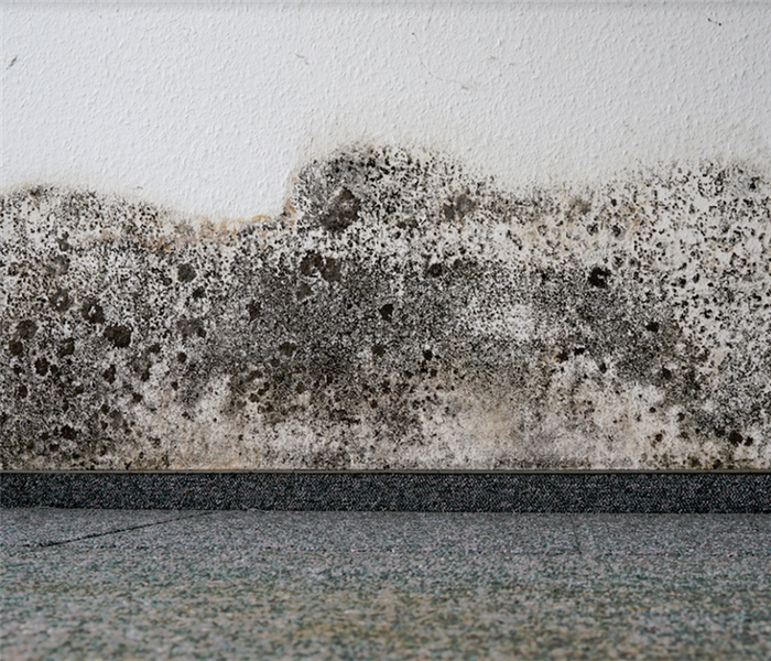 mold growing by the floor in a room