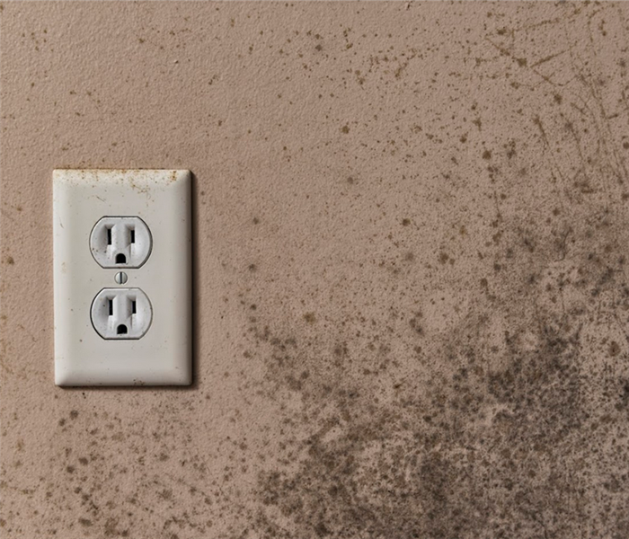 mold growing on a wall near an outlet