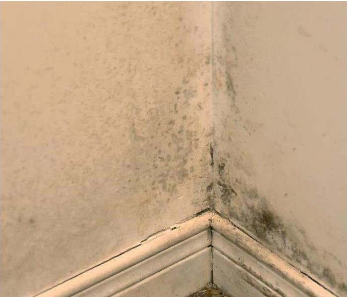mold damage in corner of wall